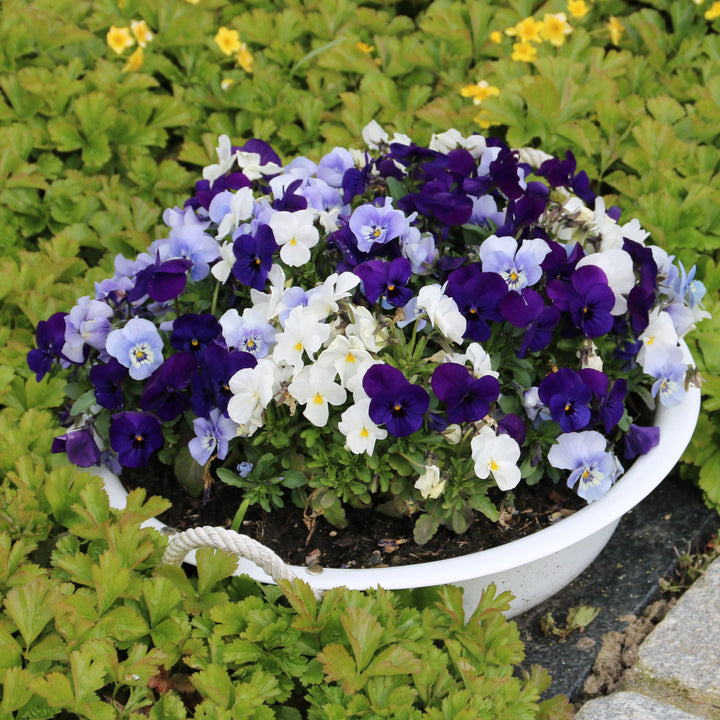 Viola cornuta 'Admire White' ~ Admire® White Viola-ServeScape