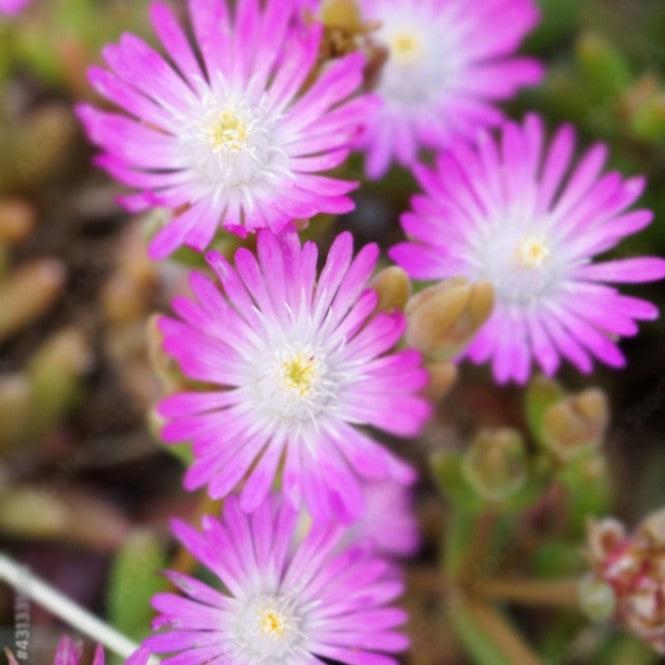 Delosperma 'Fig Fusion' ~ Hot Cakes® Fig Fusion Ice Plant-ServeScape