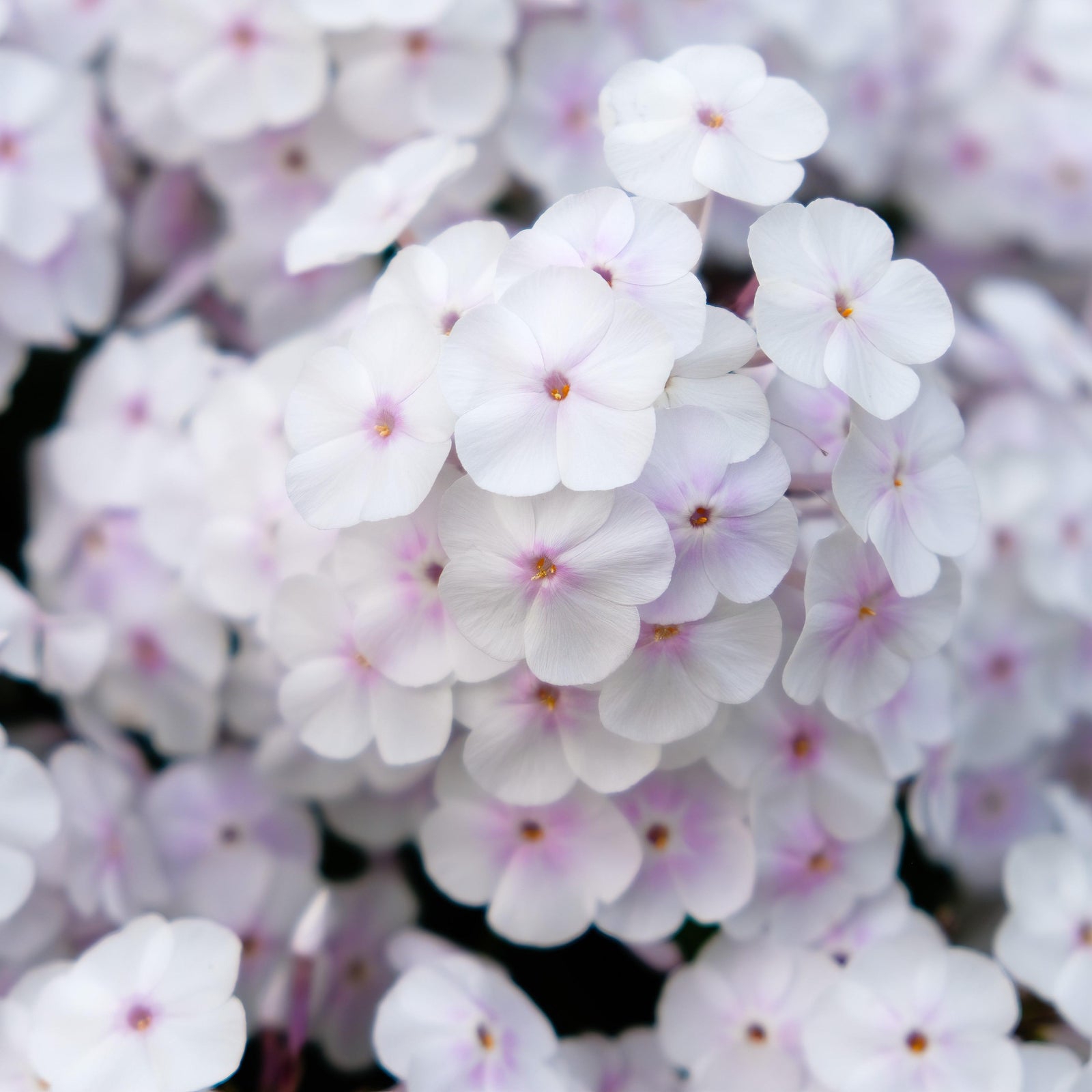 Phlox 'Fashionably Early Crystal' PP28679~ Fashionably Early™ Crystal Phlox-ServeScape