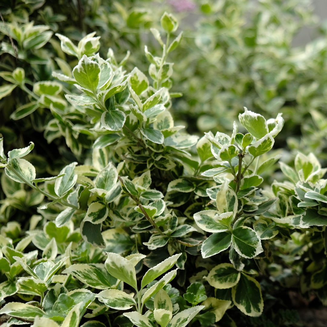 Euonymus fortunei 'Ivory Jade' ~ Ivory Jade Wintercreeper-ServeScape