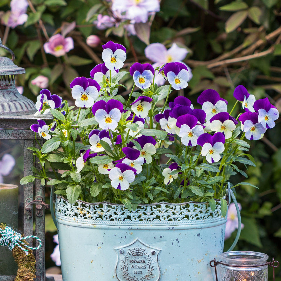 Viola cornuta 'Admire Neon Purple Wing' ~ Admire® Neon Purple Wing Viola-ServeScape
