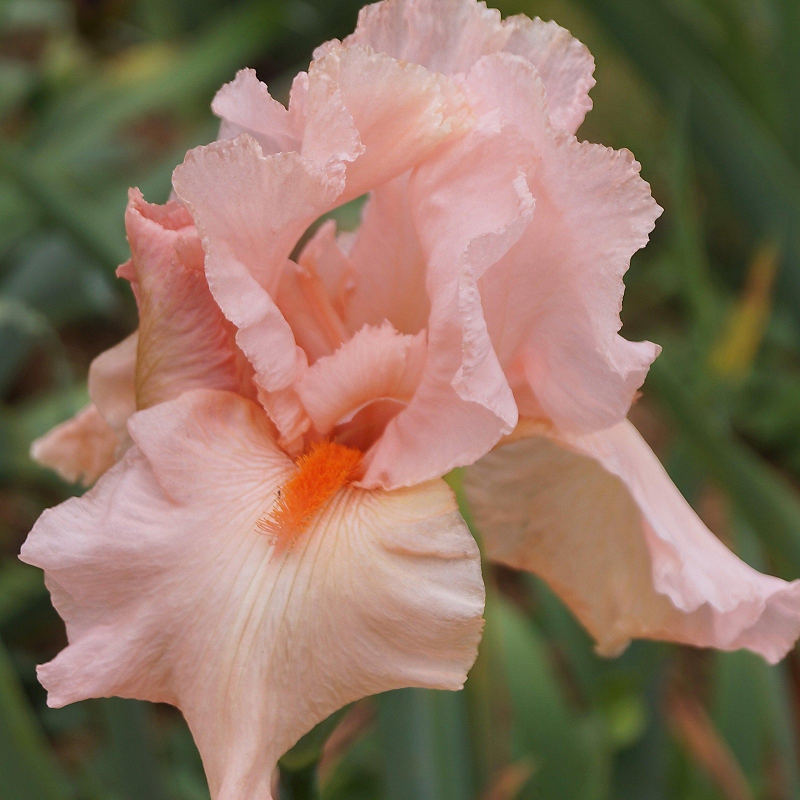 Iris germanica 'Peggy Sue' ~ Peggy Sue Bearded Iris-ServeScape
