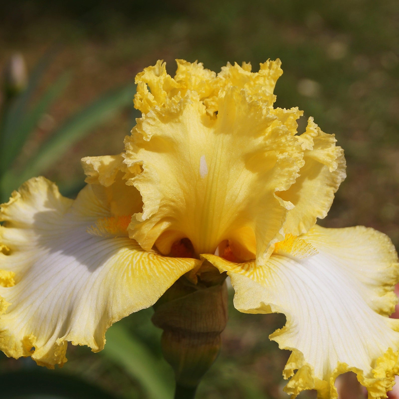 Iris germanica 'That's All Folks' ~ That's All Folks Bearded Iris-ServeScape