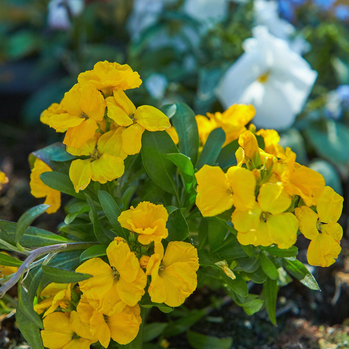 Erysimum x hybrida 'ER 07 3-10' ~ Glow™ Golden Wallflower-ServeScape
