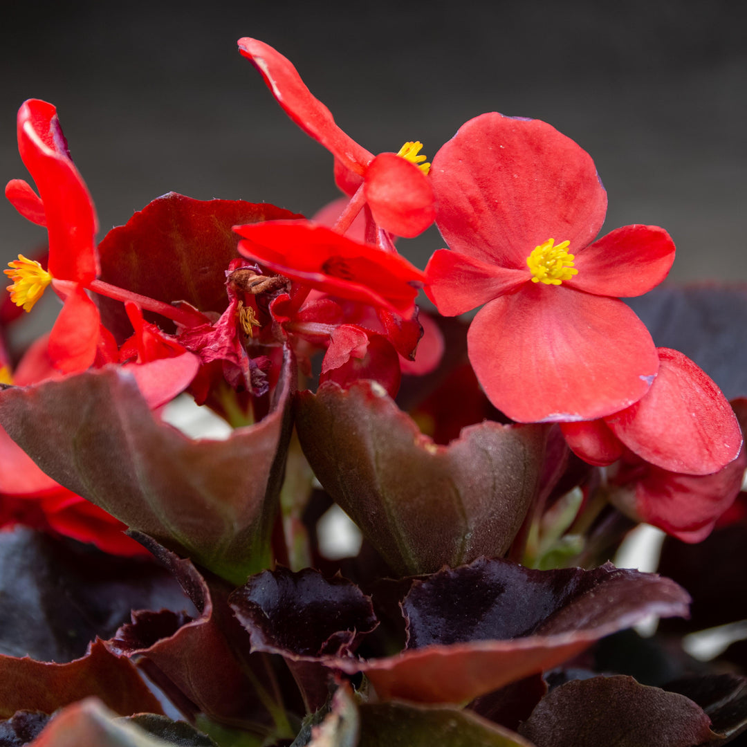 Begonia 'Bronze Leaf Red' ~ Bronze Leaf Red Begonia-ServeScape