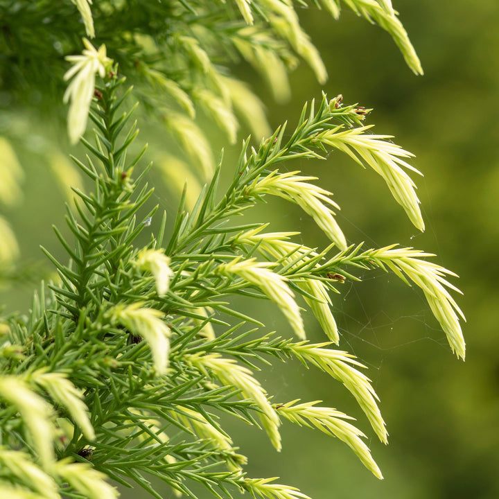 Cryptomeria japonica 'Albospica' ~ Albospica Japanese Cedar-ServeScape