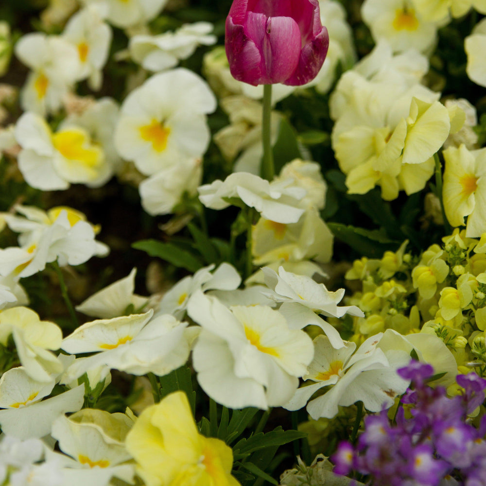 Viola cornuta 'Colormax Popcorn' ~ Colormax® Popcorn Viola-ServeScape