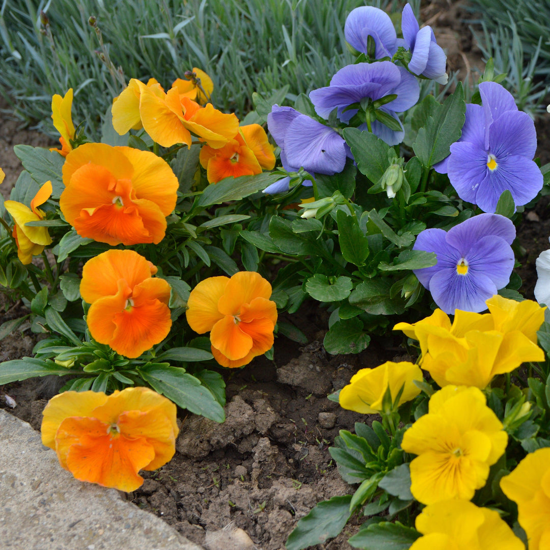Viola x wittrockiana 'Premier Carolina Mix' ~ Premier Carolina Mix Pansy-ServeScape