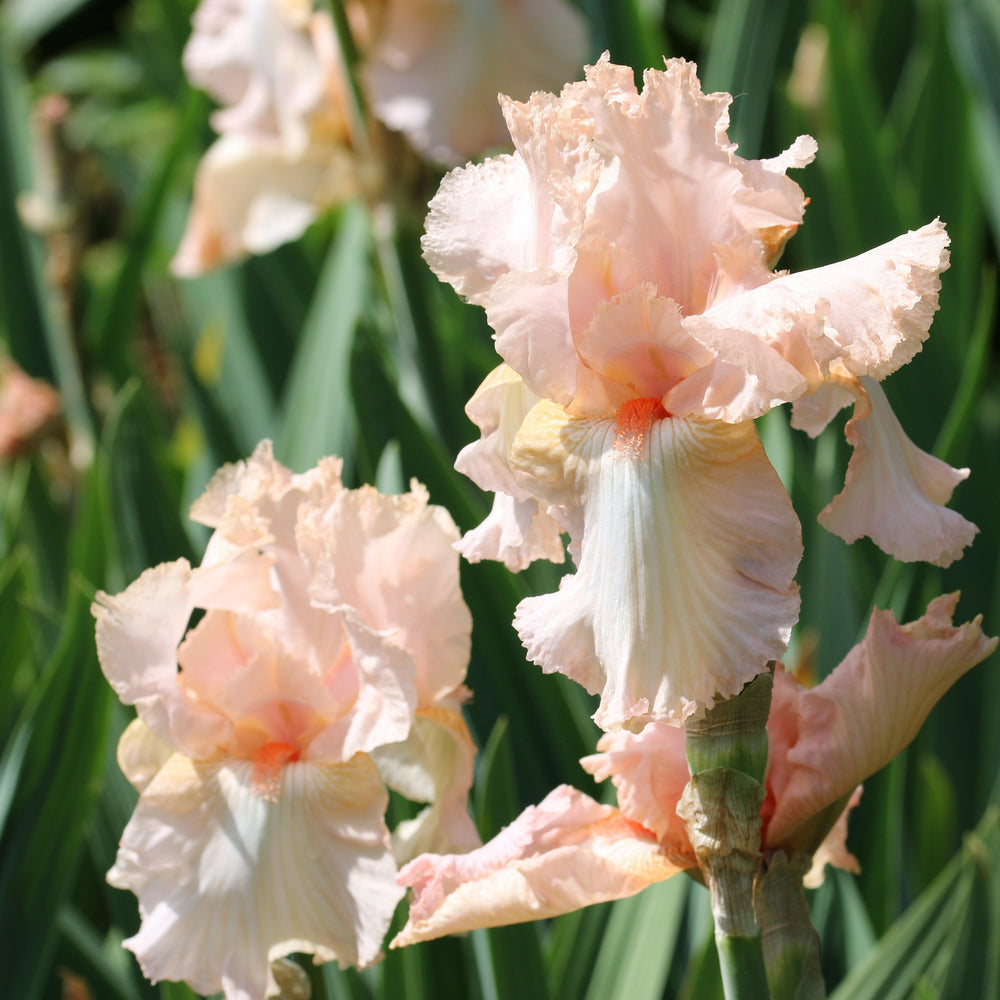 Iris germanica 'Peggy Sue' ~ Peggy Sue Bearded Iris-ServeScape