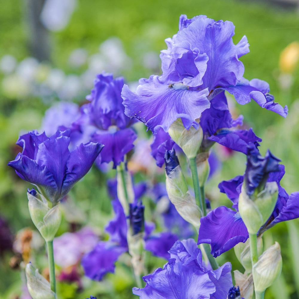 Iris germanica 'Breakers' ~ Breakers Bearded Iris-ServeScape