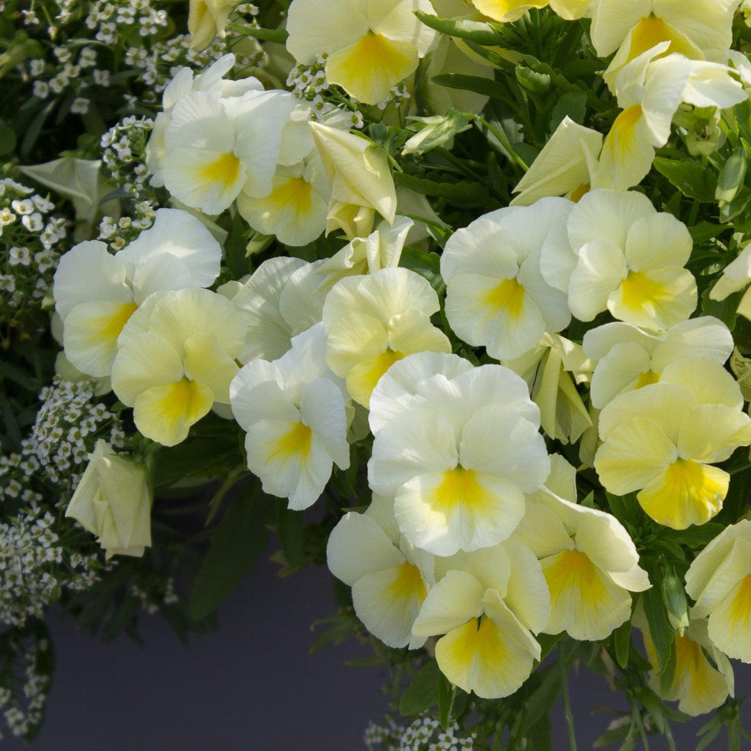 Viola cornuta 'Colormax Popcorn' ~ Colormax® Popcorn Viola-ServeScape