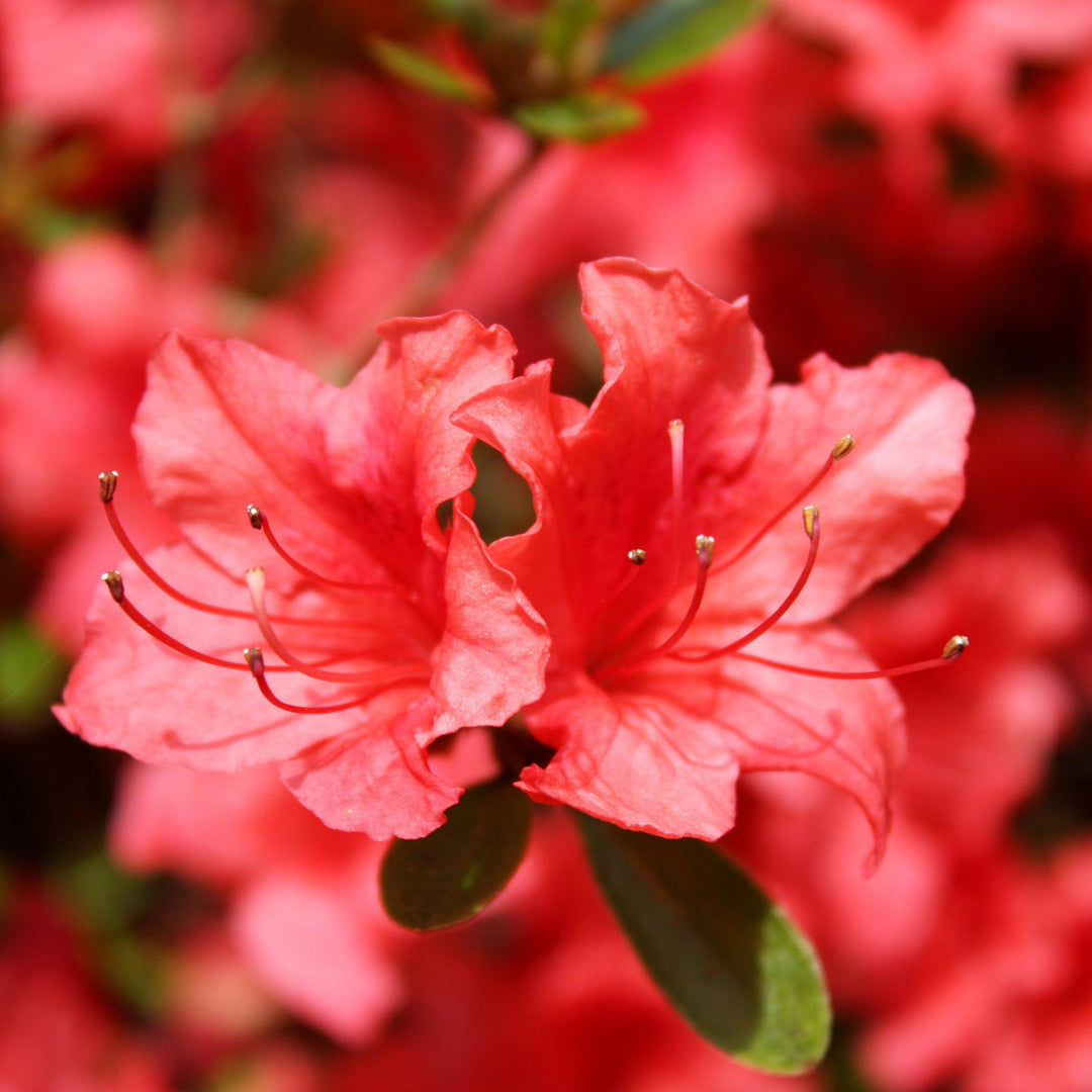 Azalea x 'Macrantha Orange' ~ Macrantha Orange Azalea-ServeScape