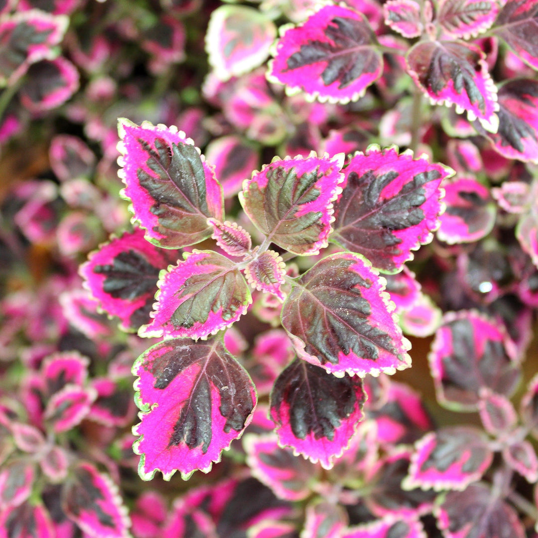 Solenostemon scutellarioides 'Trailing Plum’ ~ Stained Glassworks™ Trailing Plum Coleus-ServeScape