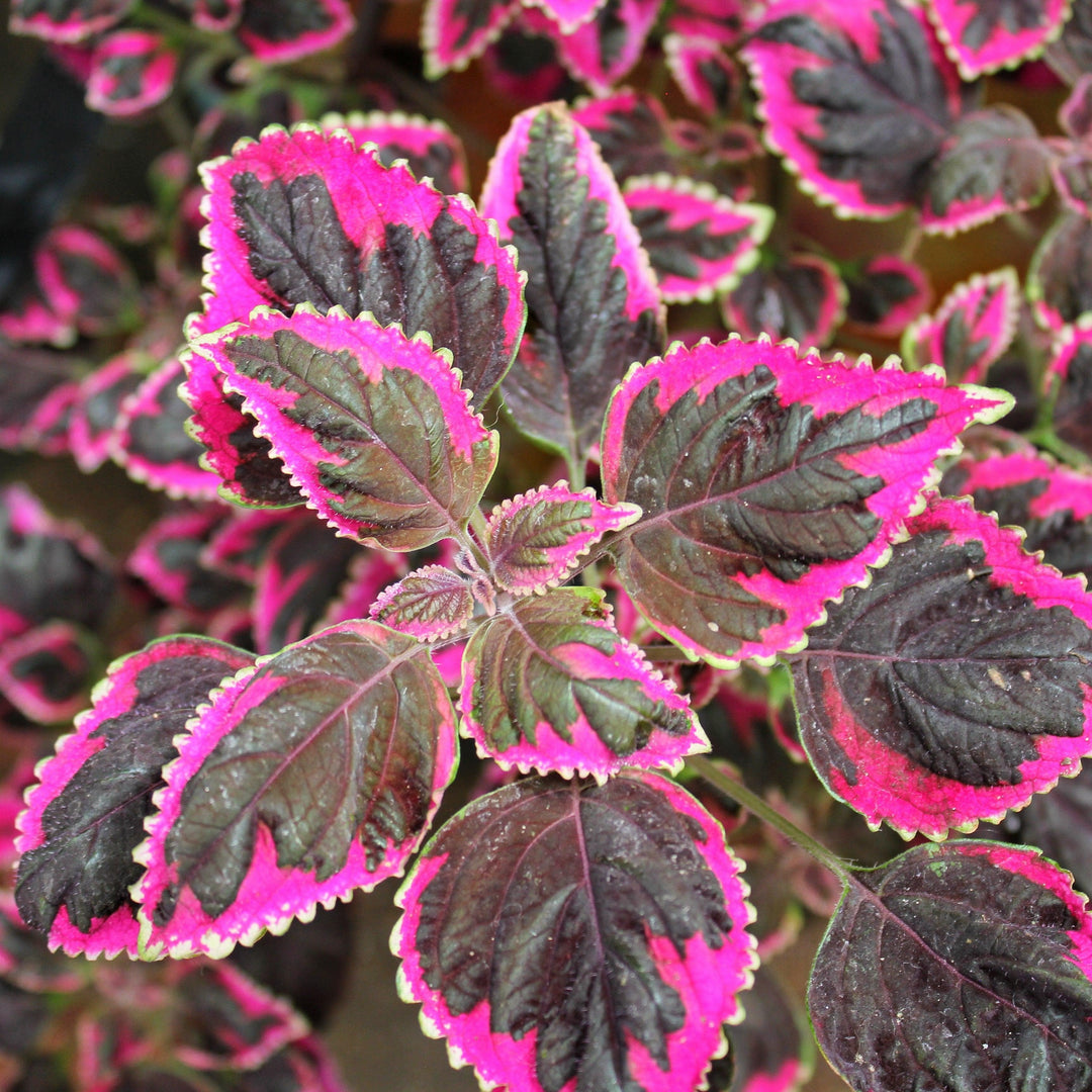 Solenostemon scutellarioides 'Trailing Plum’ ~ Stained Glassworks™ Trailing Plum Coleus-ServeScape