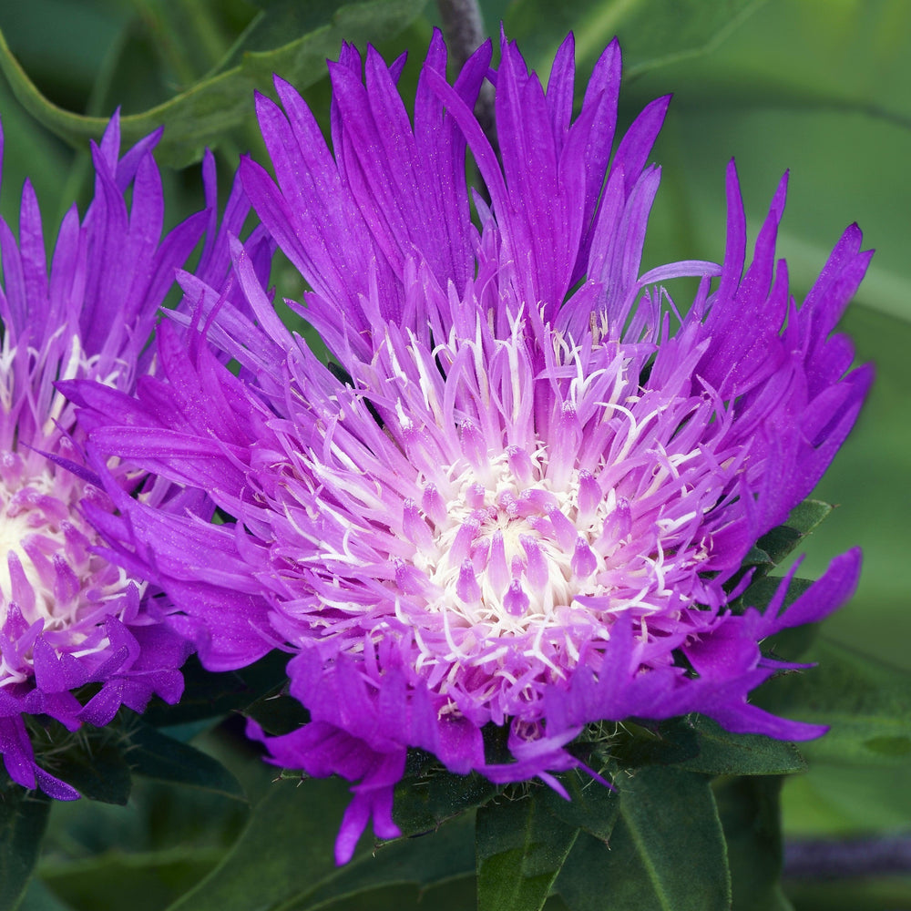 Stokesia laevis 'Honeysong Purple' ~ Honeysong Purple Stoke's Aster-ServeScape