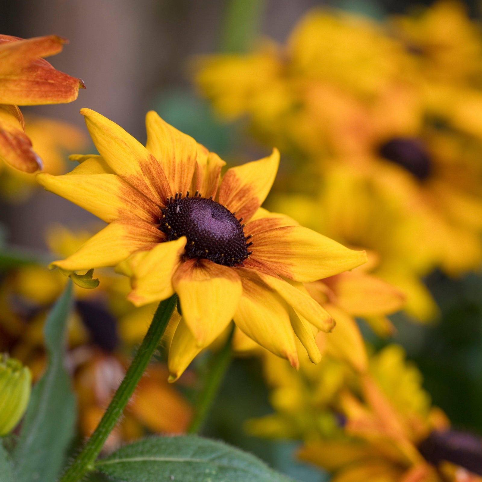 x echibeckia 'Summerina Yellow' ~ Summerina®Yellow Echibeckia-ServeScape