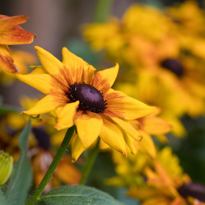 x echibeckia 'Summerina Yellow' ~ Summerina®Yellow Echibeckia-ServeScape