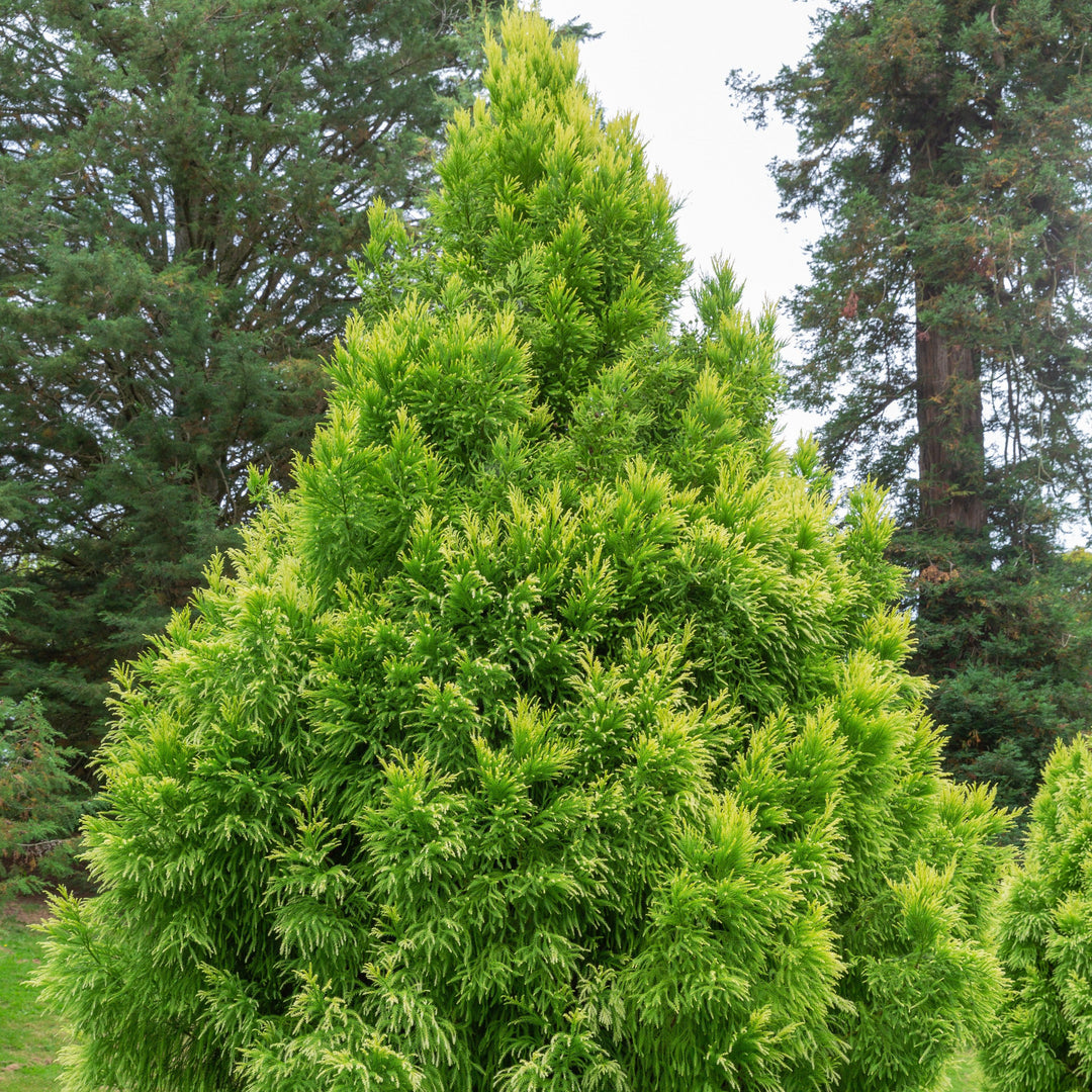 Cryptomeria japonica 'Sekkan' ~ Sekkan Japanese Cedar-ServeScape