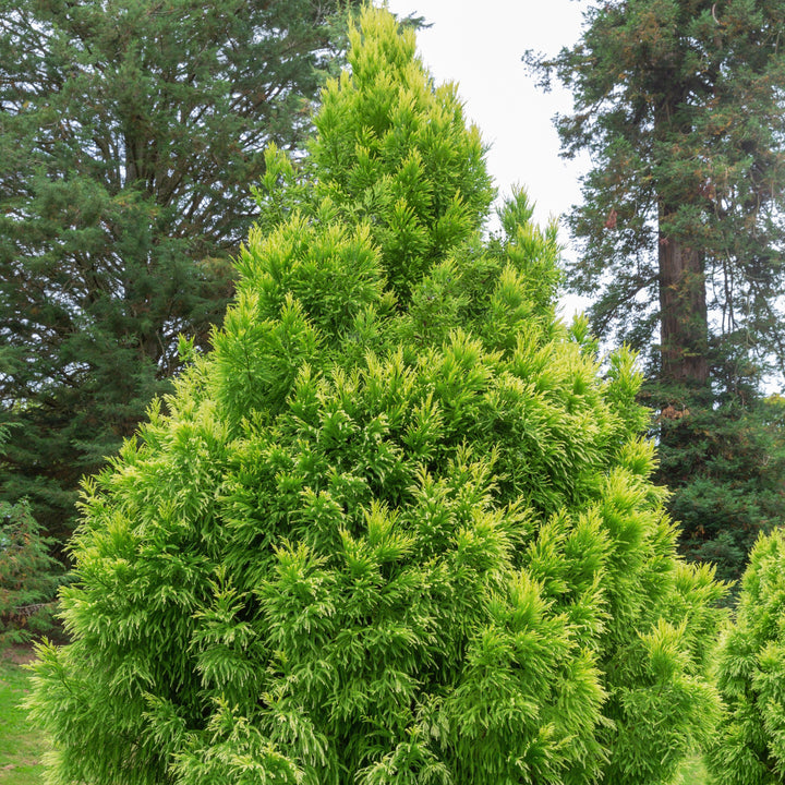 Cryptomeria japonica 'Sekkan' ~ Sekkan Japanese Cedar-ServeScape