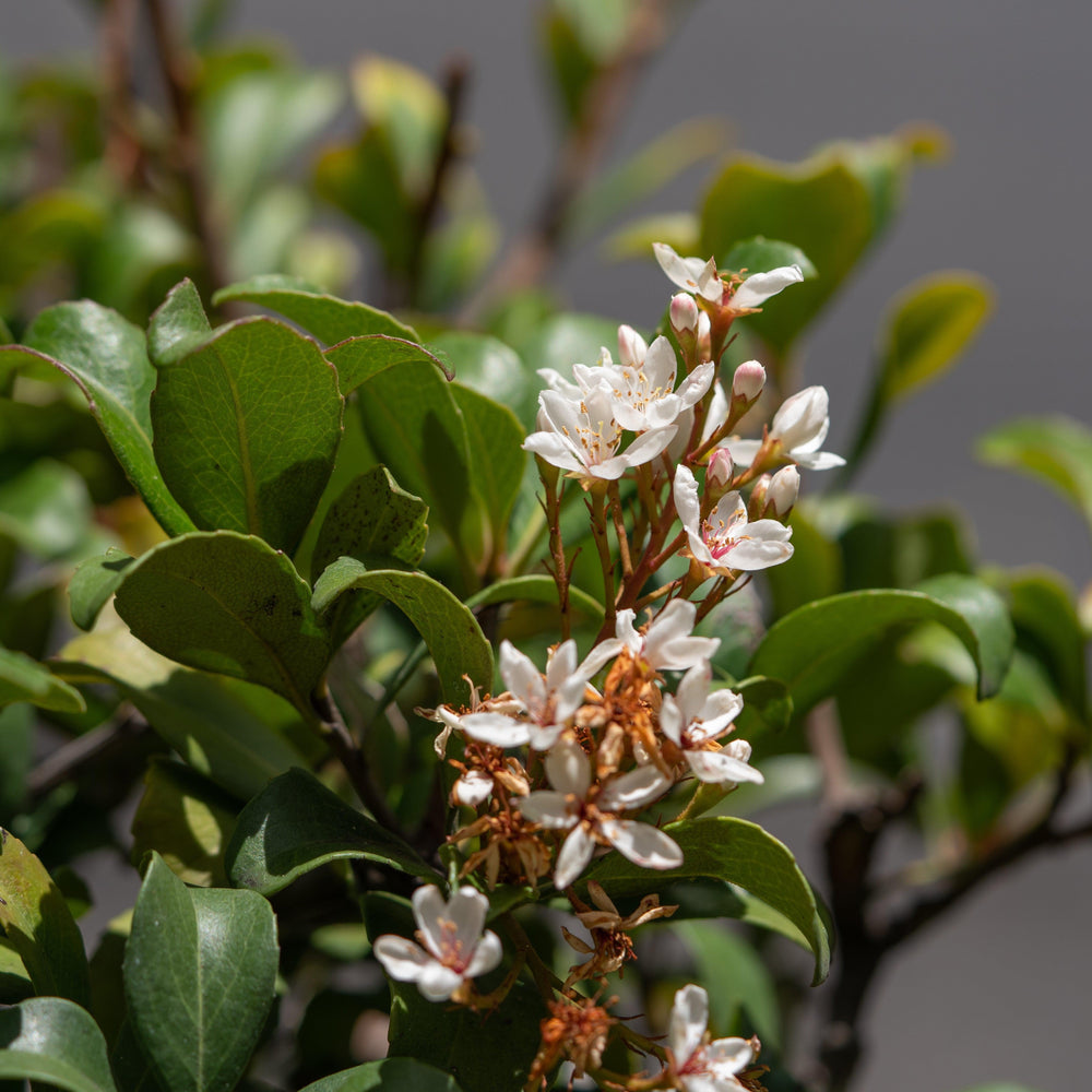 Rhaphiolepis umbellata 'RutRhaph1' PP #20,730 ~ Southern Moon® Yedda Hawthorn-ServeScape