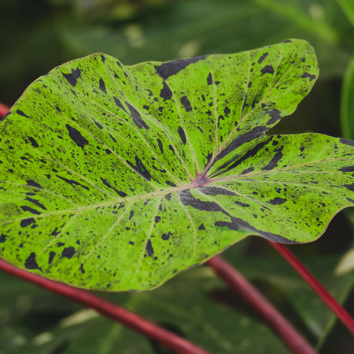 Colocasia esculenta 'Mojito' ~ Mojito Elephant Ear-ServeScape