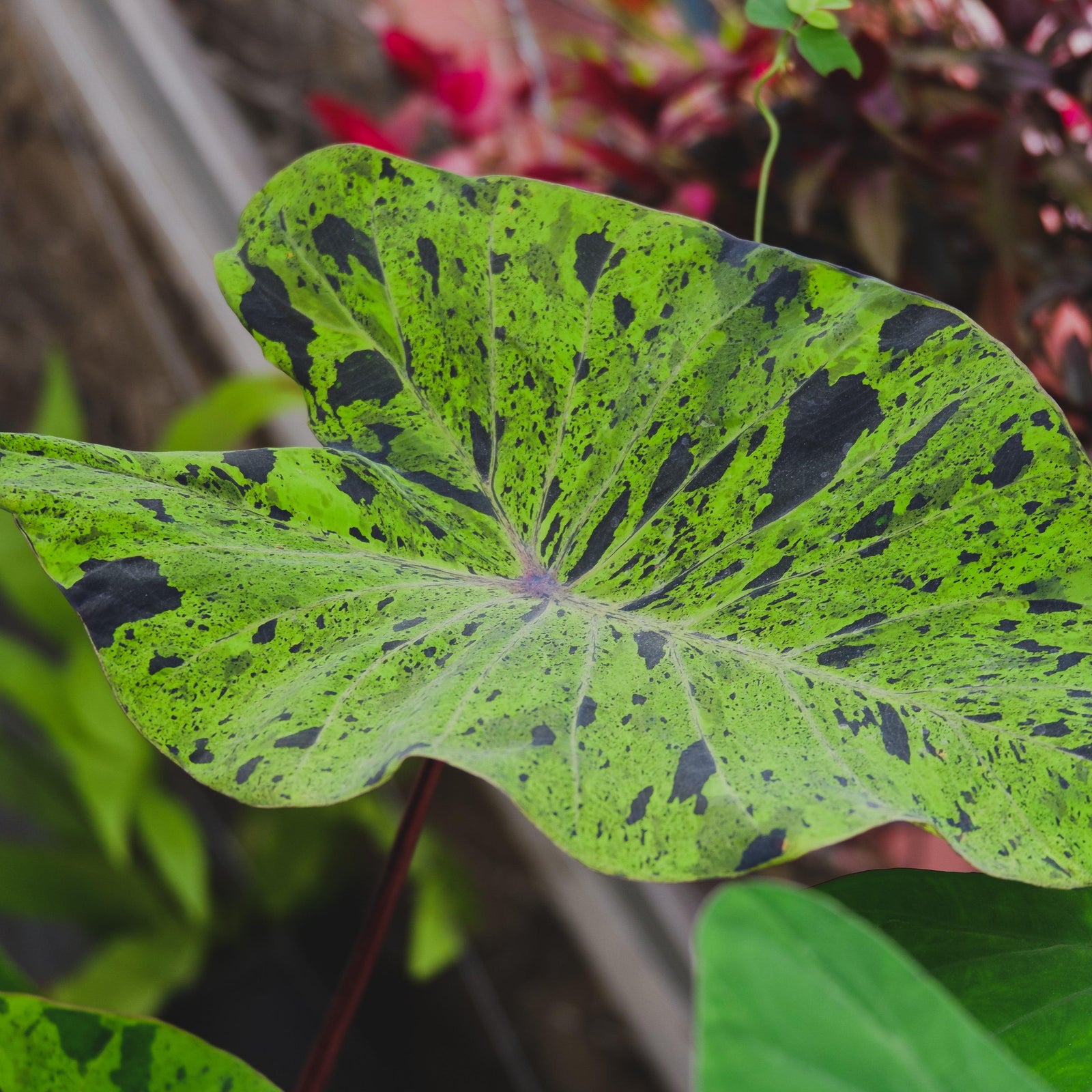 Colocasia esculenta 'Mojito' ~ Mojito Elephant Ear-ServeScape
