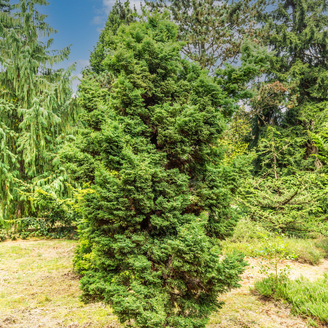 Chamaecyparis obtusa 'Snowflake' ~ Snowflake False Cypress-ServeScape