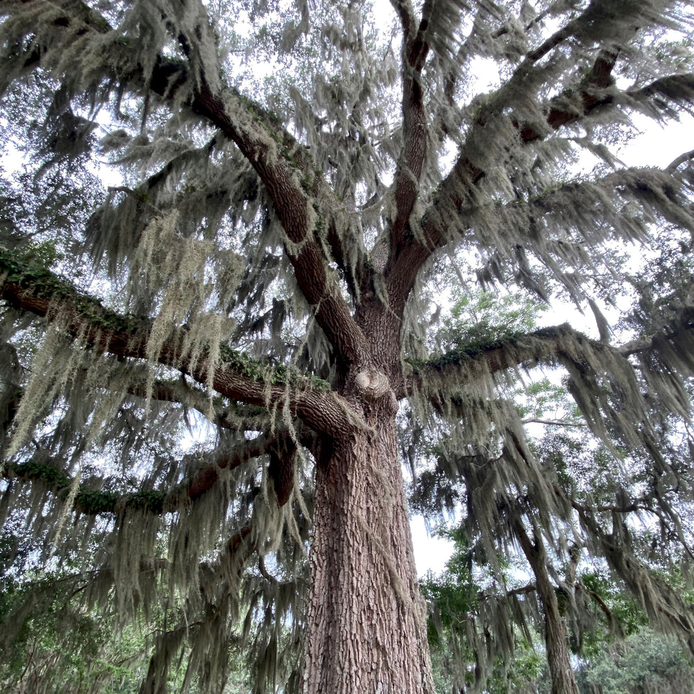 Quercus virginiana 'Sky Climber' ~ Sky Climber Southern Live Oak-ServeScape