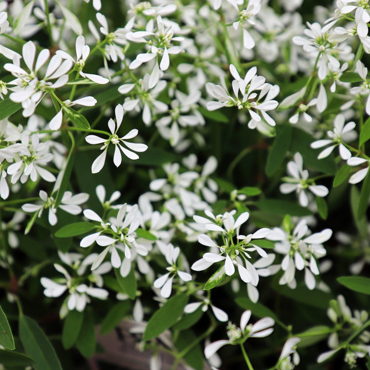 Euphorbia hypericifolia 'White Manaus' ~ White Manaus Euphorbia-ServeScape