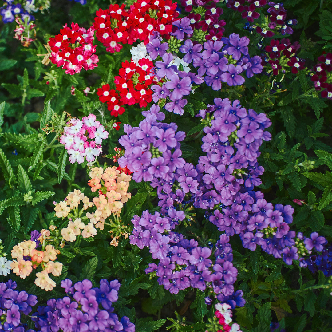 Verbena 'Vivid Deep Blue' ~ Vivid® Deep Blue Verbena-ServeScape
