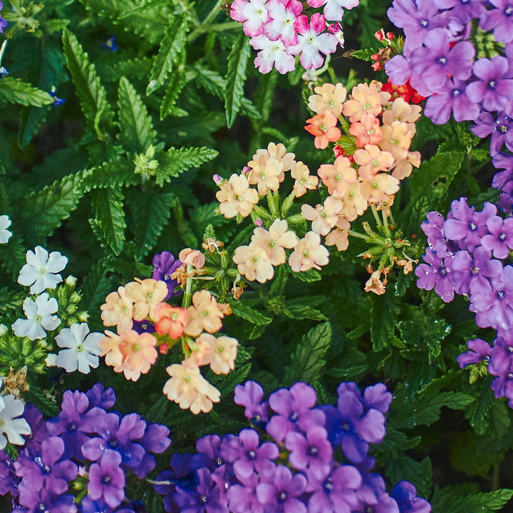Verbena 'Vivid Peach' ~ Vivid® Peach Verbena-ServeScape