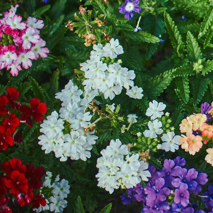 Verbena 'Vivid White' ~ Vivid® White Verbena-ServeScape