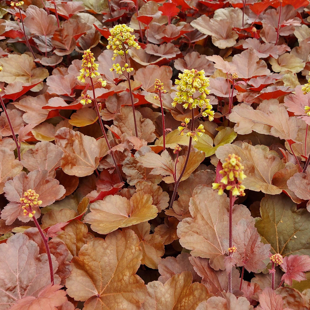 Heuchera 'Blondie' ~ Blondie Coral Bells-ServeScape