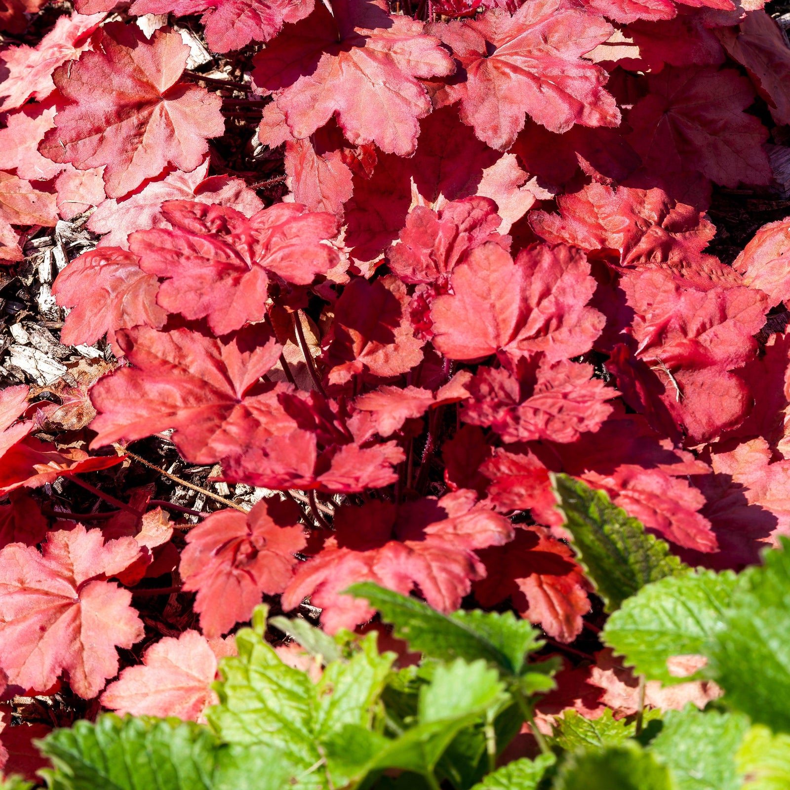 Heuchera 'Magma' ~ Magma Coral Bells-ServeScape