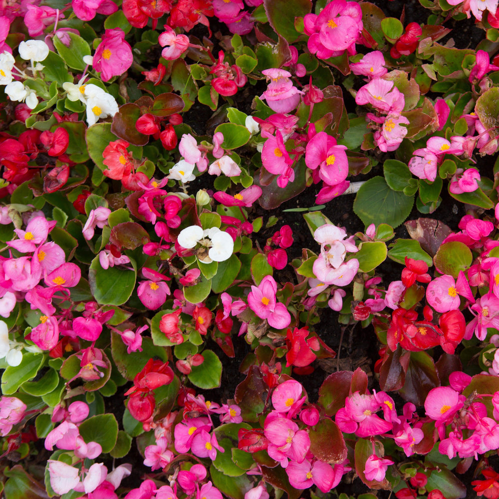 Begonia 'Green Leaf Mix' ~ Green Leaf Mix Begonia-ServeScape