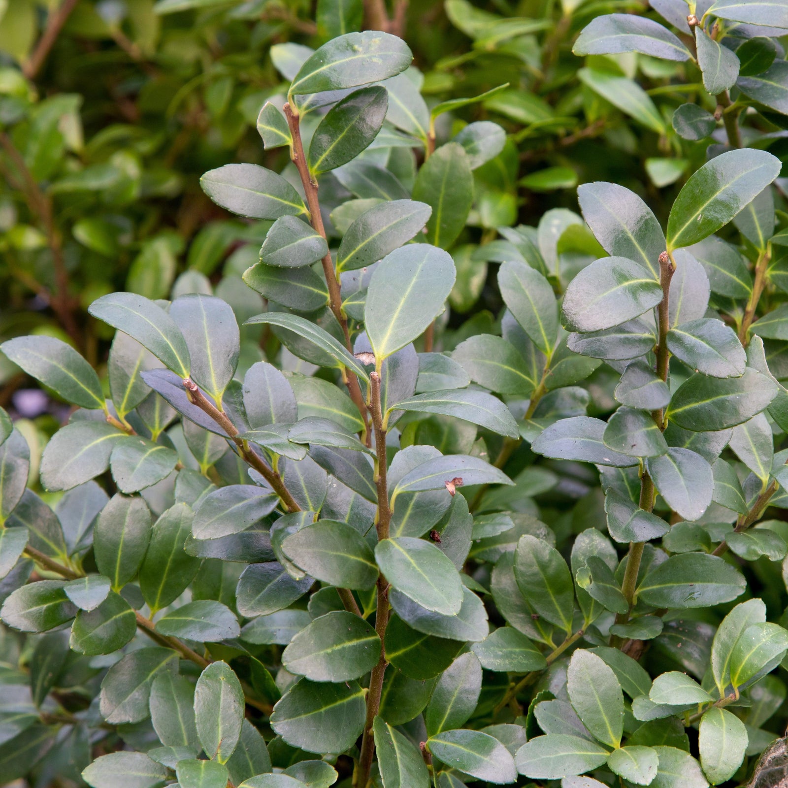 Ilex x 'RutHol4' ~ Arrow Point® Japanese Holly-ServeScape