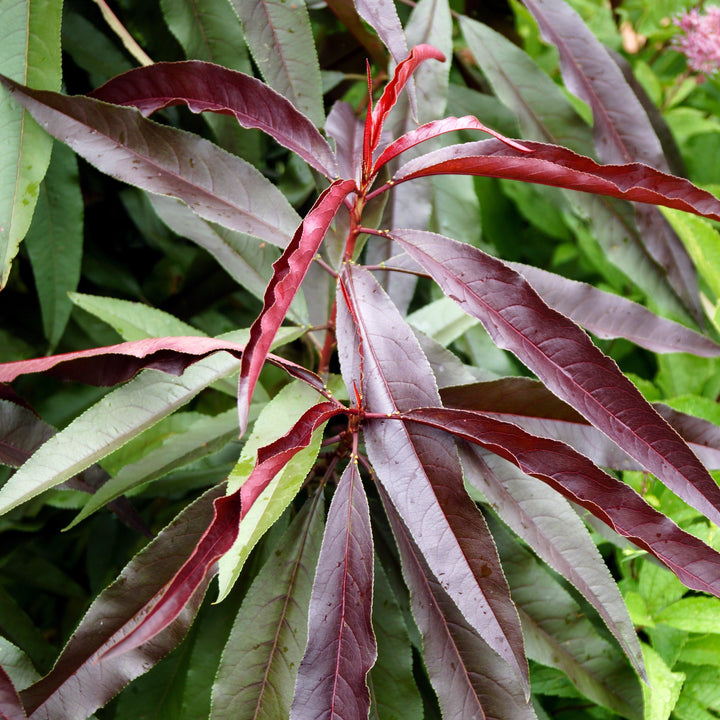 Prunus persica 'Bonfire' ~ Bonefire Dwarf Peach-ServeScape