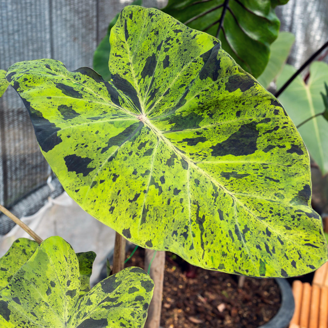 Colocasia esculenta 'Mojito' ~ Mojito Elephant Ear-ServeScape