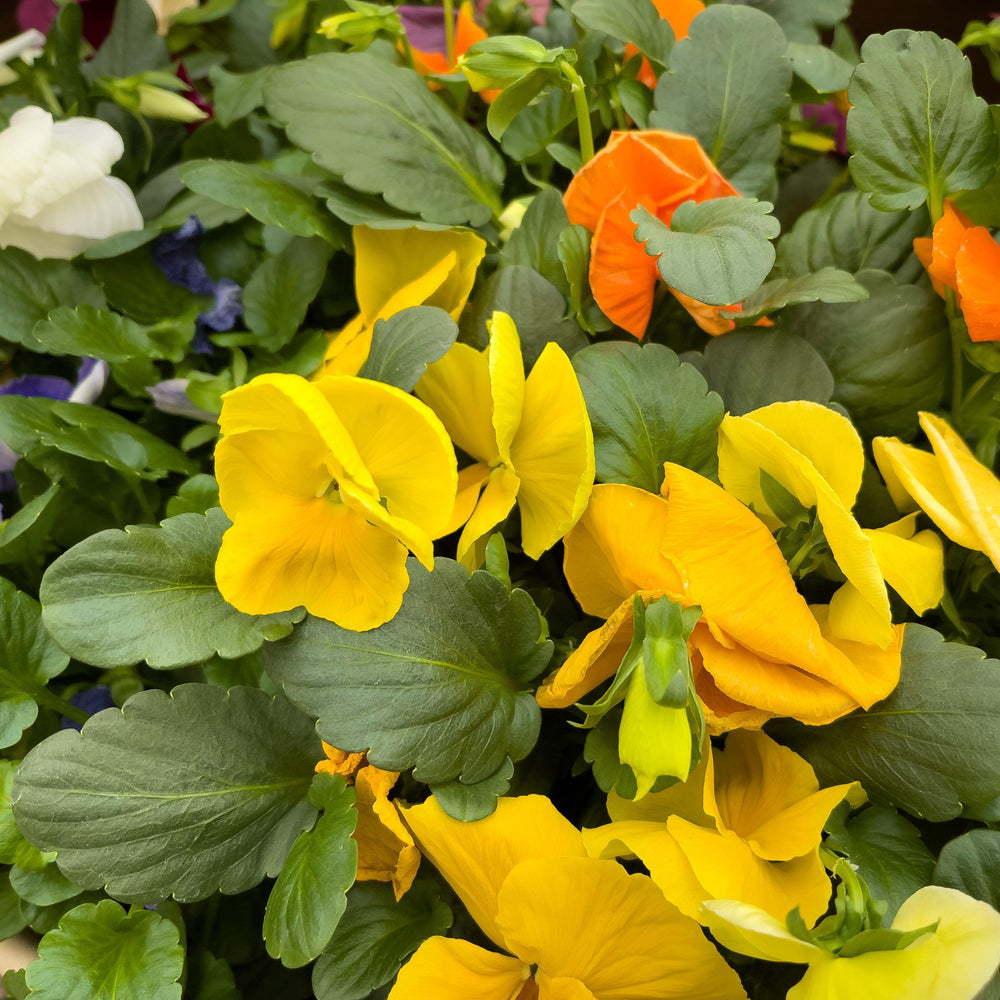 Viola x wittrockiana 'Premier Citrus Mix' ~ Premier Citrus Mix Pansy-ServeScape