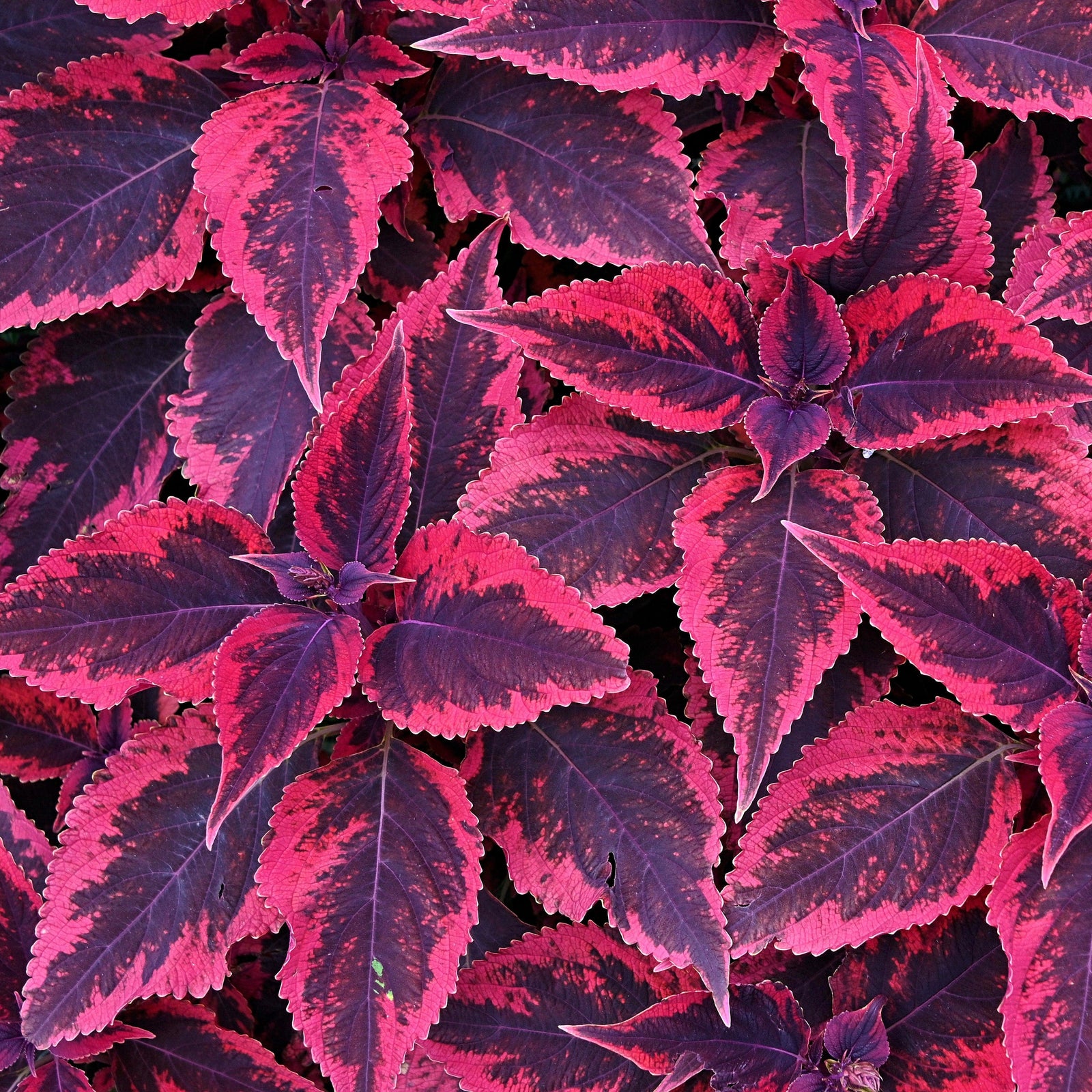 Solenostemon scutellarioides 'Mariposa’ ~ Mariposa Coleus-ServeScape