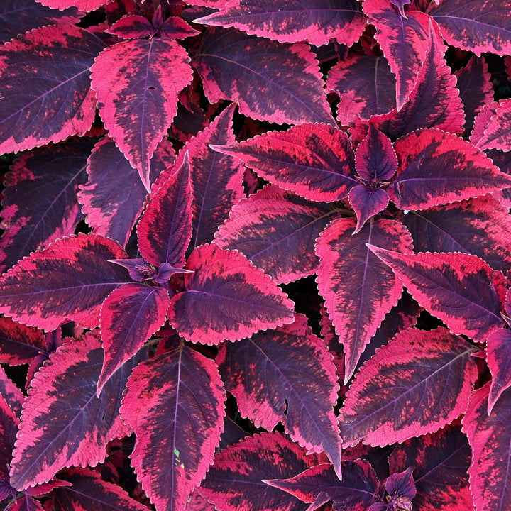 Solenostemon scutellarioides 'Mariposa’ ~ Mariposa Coleus-ServeScape