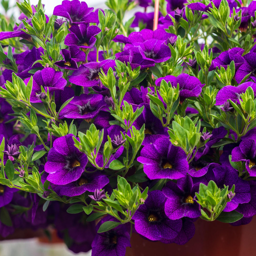 Calibrachoa 'Calitastic Noble Blue' ~ Calitastic® Noble Blue Calibrachoa-ServeScape