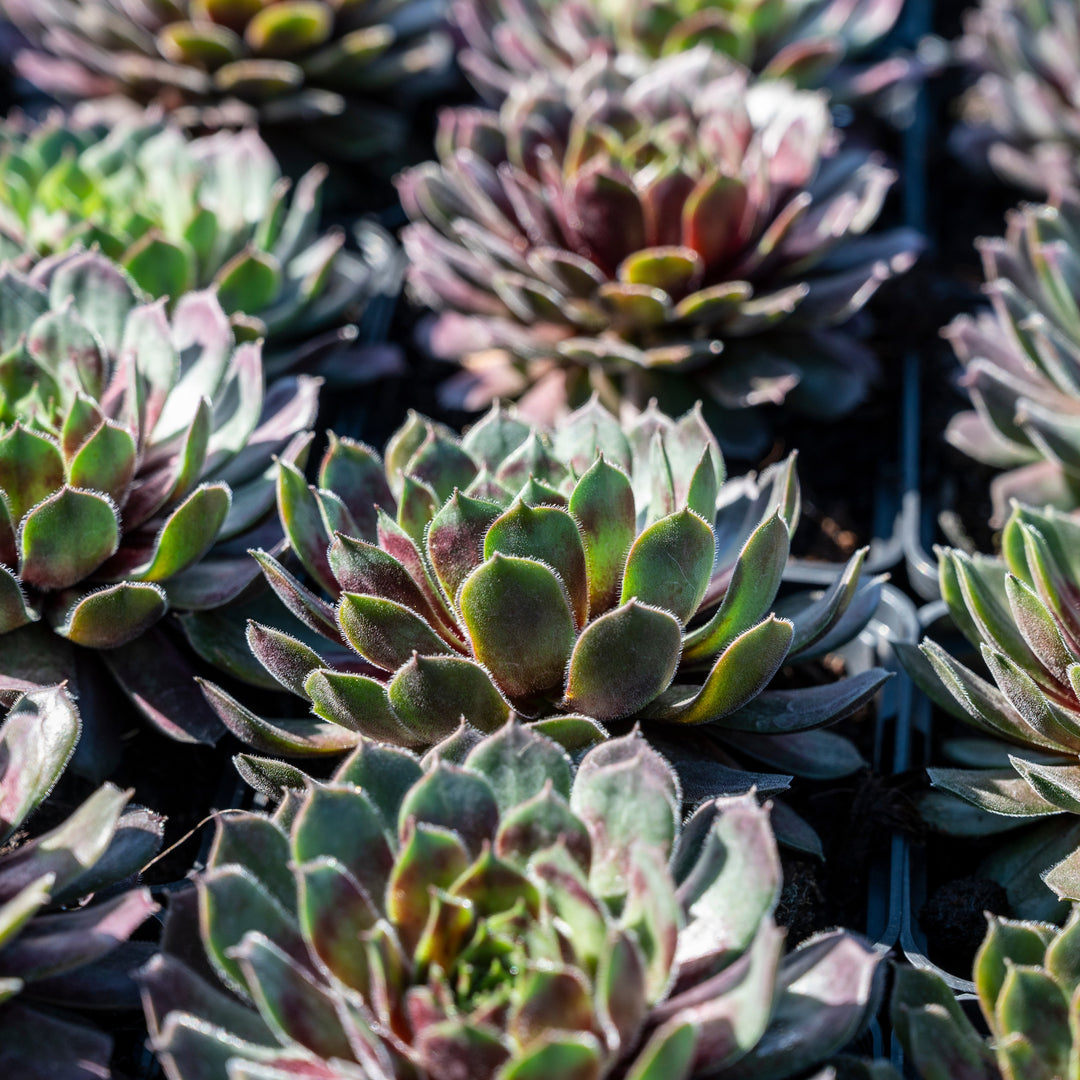 Sempervivum 'Krebs 2' ~ Desert Bloom 2 Hen's and Chicks-ServeScape