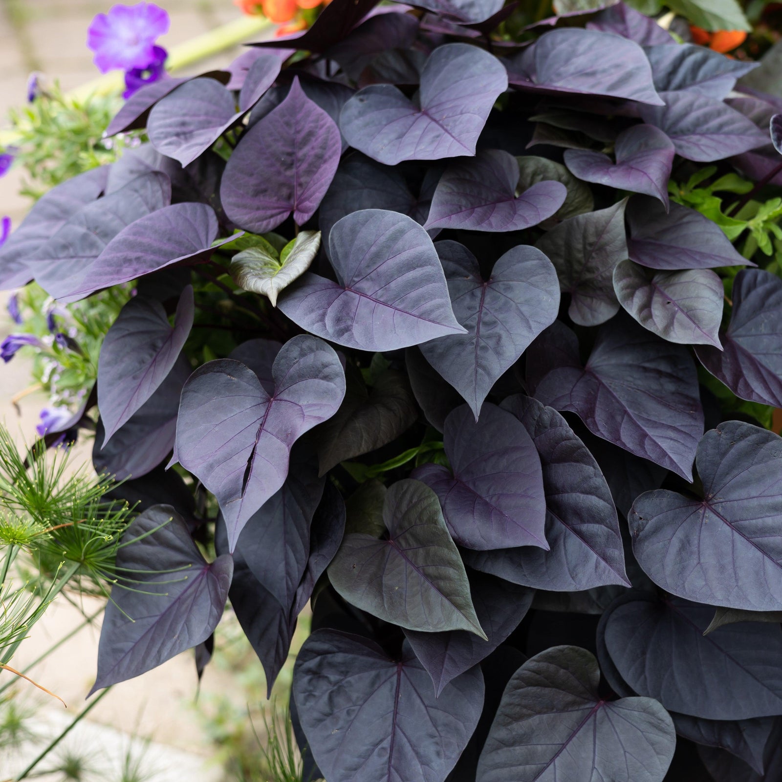 Ipomoea batatas ‘Sweet Georgia Heart Purple' ~ Sweet Georgia® Heart Purple Sweet Potato-ServeScape