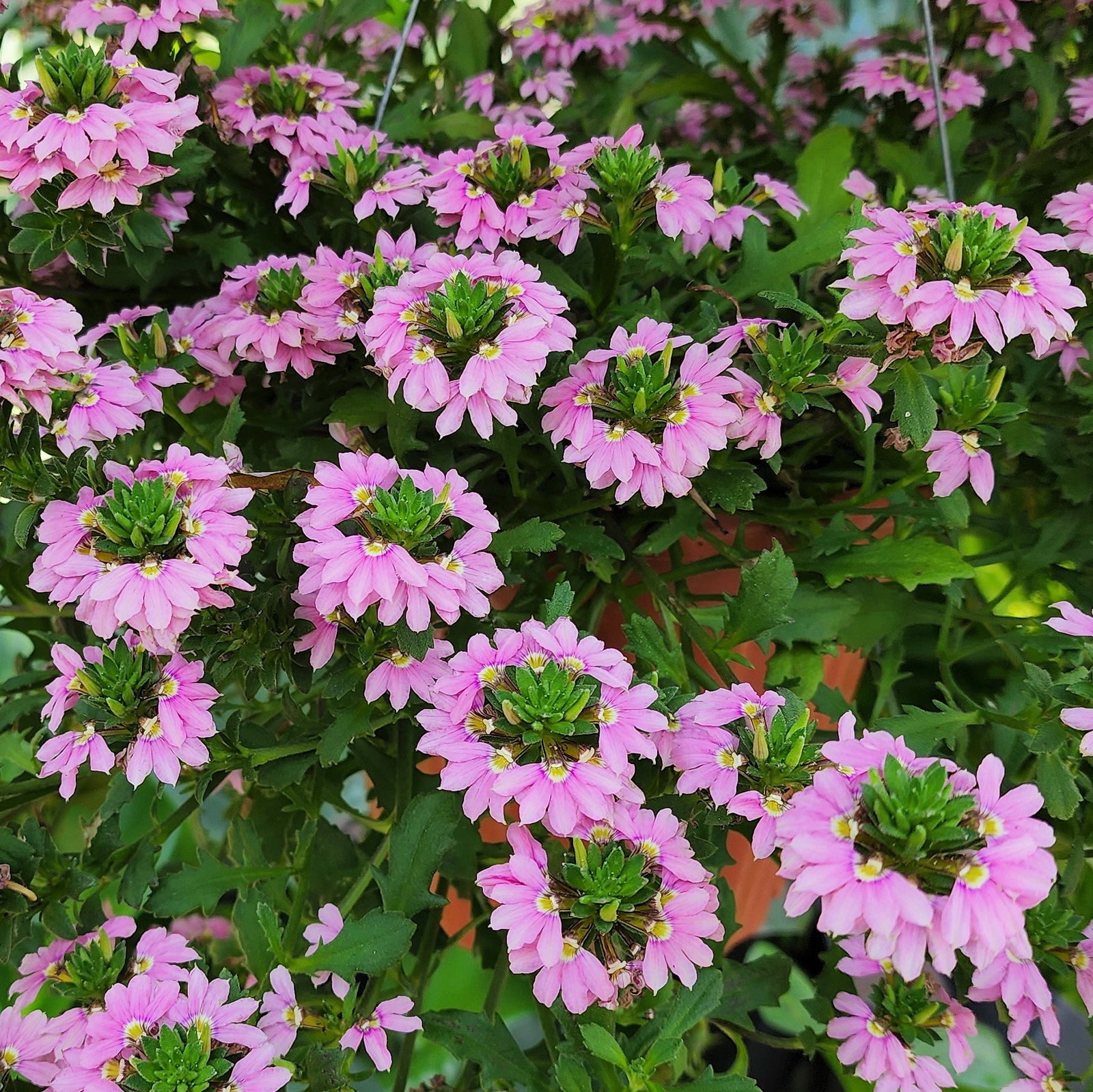 Scaevola aemula 'Scampi Pink' ~ Scampi® Pink Fan Flower-ServeScape