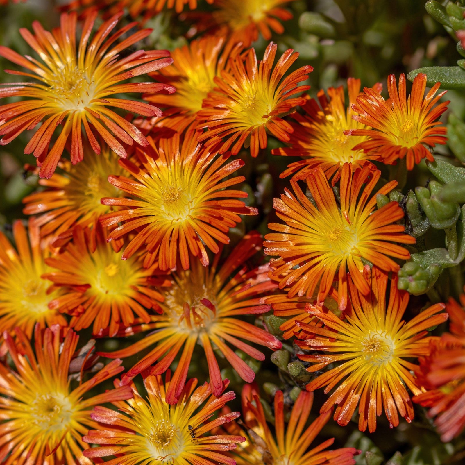 Delosperma nubigenum 'W1813' ~ WOW® Hot Orange Ice Plant-ServeScape
