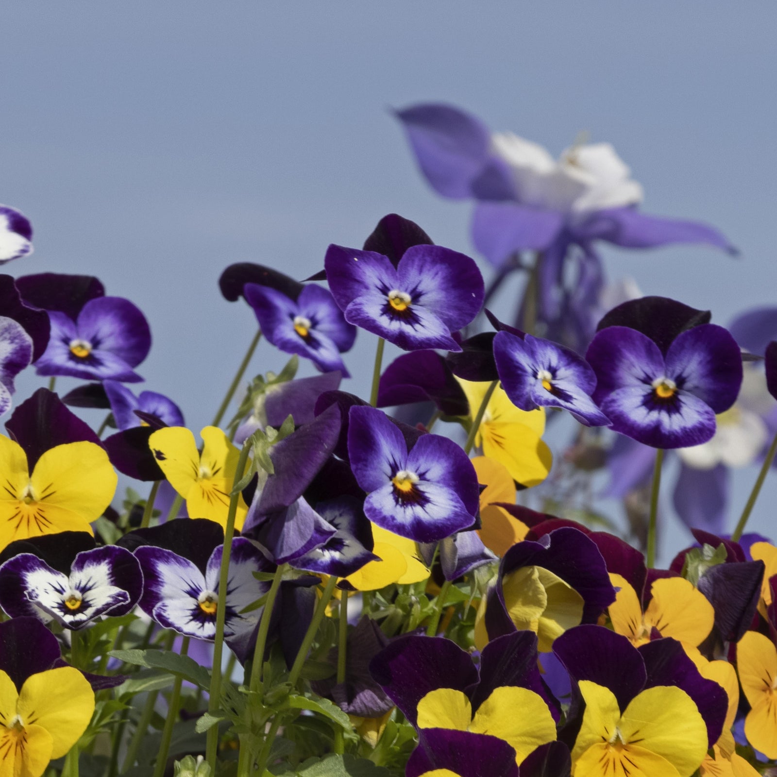 Viola cornuta 'Admire Denim' ~ Admire® Denim Viola-ServeScape