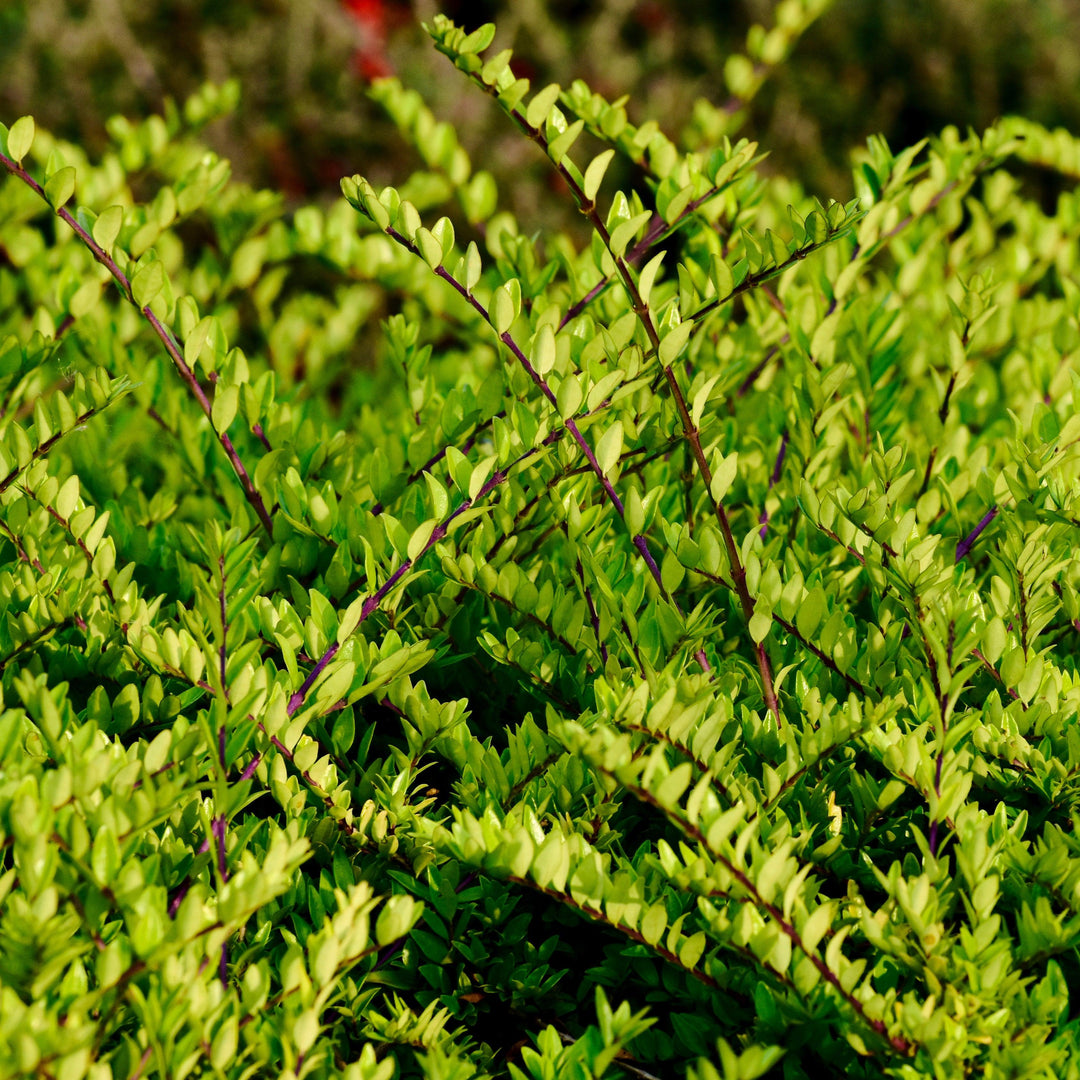 Lonicera nitida 'Golden Glow' ~ Thunderbolt™ Honeysuckle-ServeScape