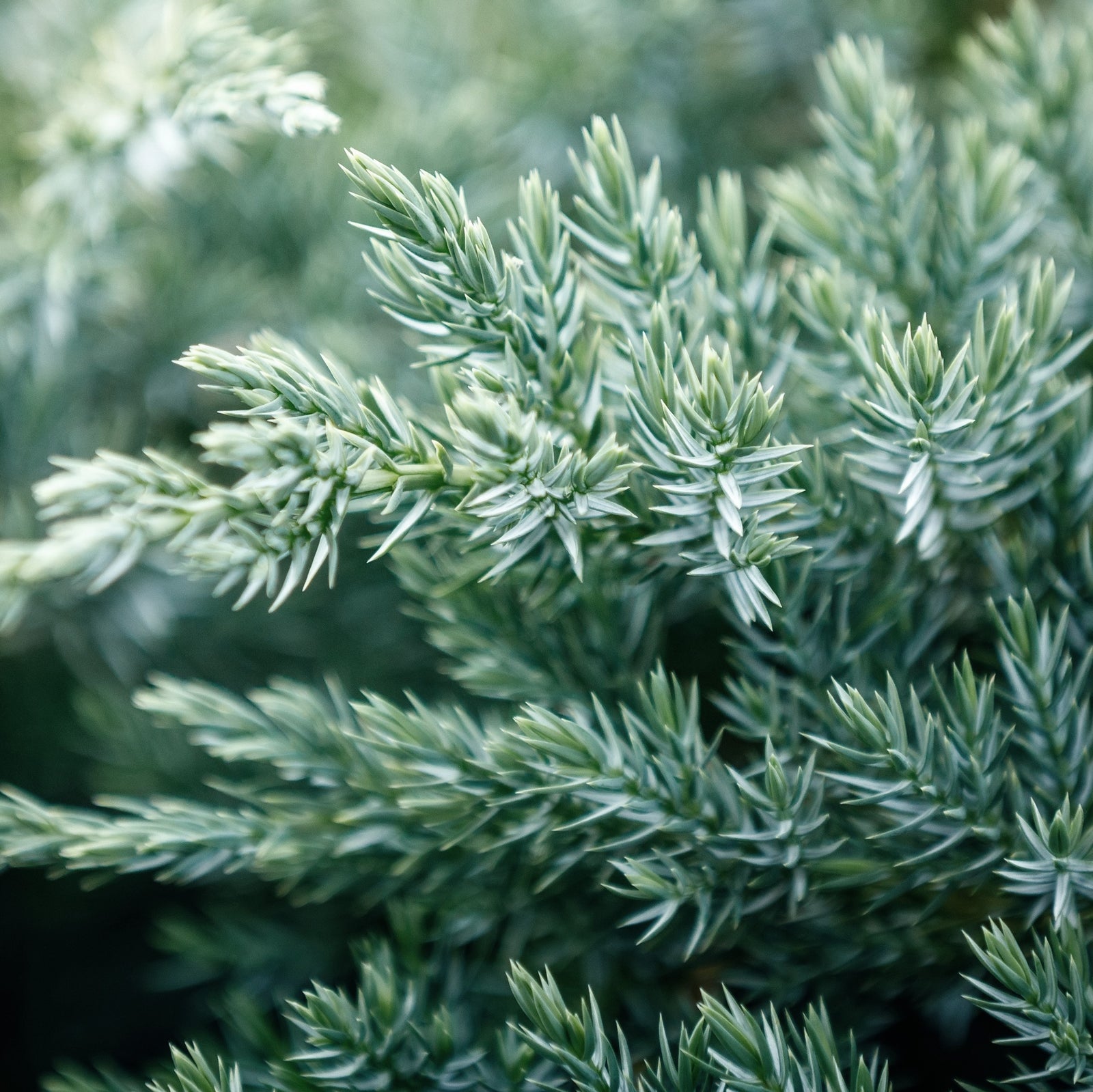 Juniperus conferta 'Blue Diamond' ~ Blue Diamond Shore Juniper-ServeScape
