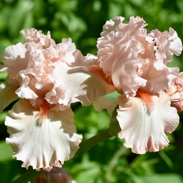 Iris germanica 'Peggy Sue' ~ Peggy Sue Bearded Iris-ServeScape